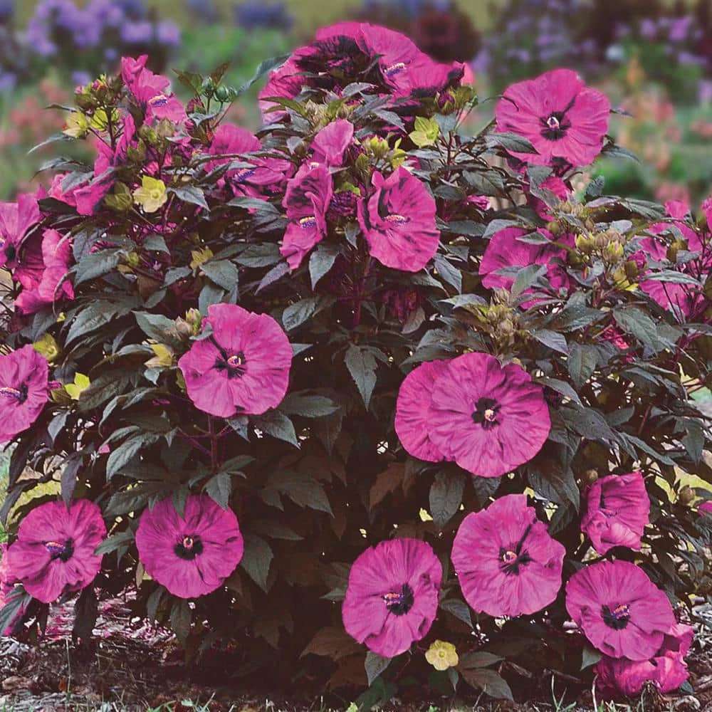 Spring Hill Nurseries Berry Awesome Perennial Hibiscus, Live Bareroot Plant with Pink Flowers (1-Pack) 1 Spring Hill Nurseries Berry Awesome Perennial Hibiscus, Live Bareroot Plant with Pink Flowers (1-Pack)