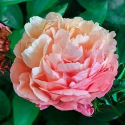 Spring Hill Nurseries Pink Hawaiian Coral Peony, Live Bareroot Perennial Plant with Coral Flowers (1-Pack)