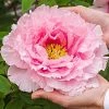 Spring Hill Nurseries Hanakiosi Tree Form Peony (Paeonia) Live Bareroot Perennial Plant