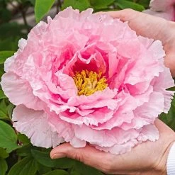 Spring Hill Nurseries Shop 29 Spring Hill Nurseries Hanakiosi Tree Form Peony (Paeonia) Live Bareroot Perennial Plant