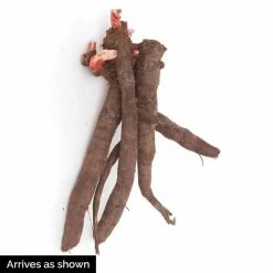 Spring Hill Nurseries Shop -Spring Hill Nurseries Shop spring hill nurseries perennials 60364 c3 1000