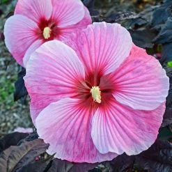 Spring Hill Nurseries Starry Starry Night Perennial Hibiscus, Live Bareroot Plant with Pink Flowers (1-Pack)