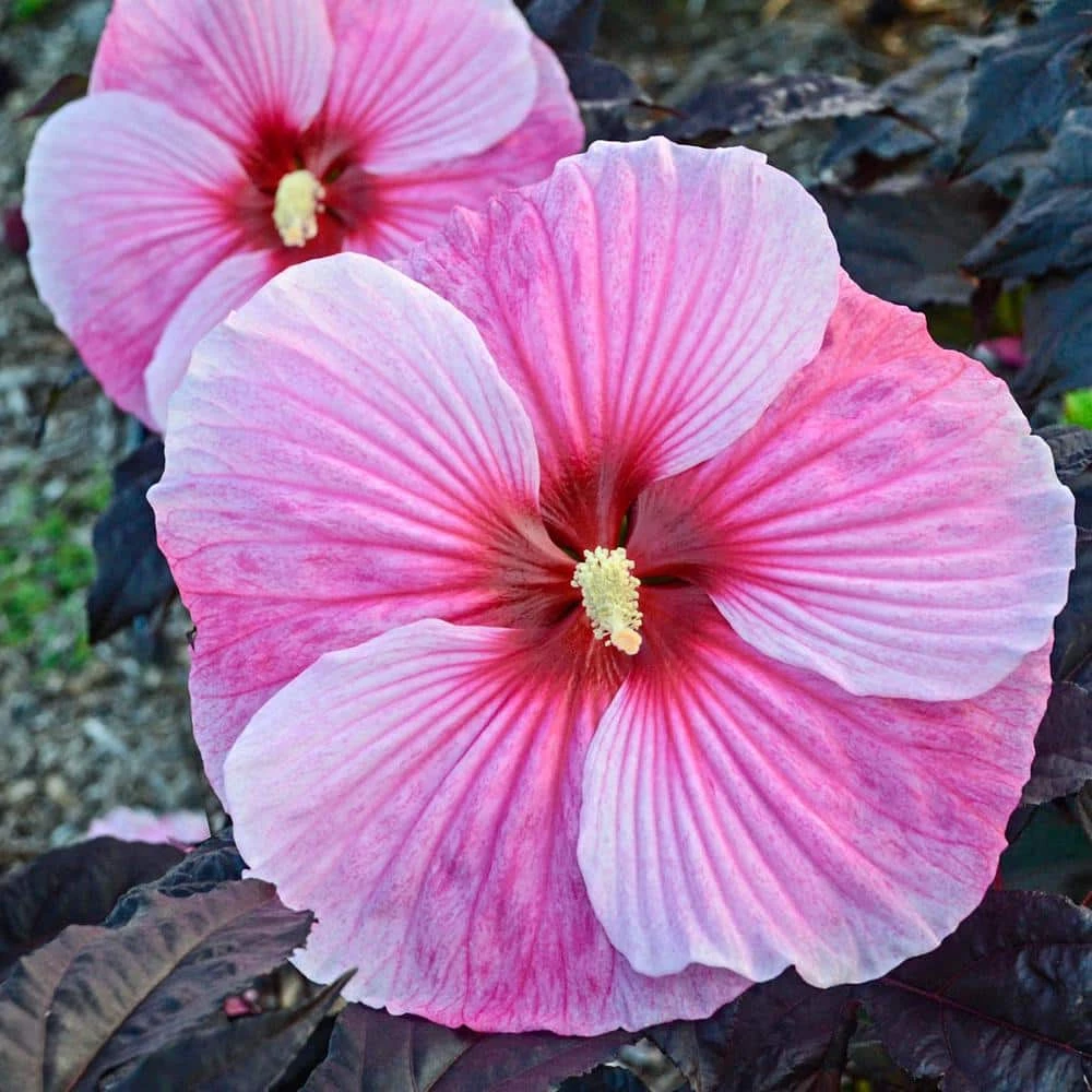 Spring Hill Nurseries Starry Starry Night Perennial Hibiscus, Live Bareroot Plant with Pink Flowers (1-Pack) 1 Spring Hill Nurseries Starry Starry Night Perennial Hibiscus, Live Bareroot Plant with Pink Flowers (1-Pack)