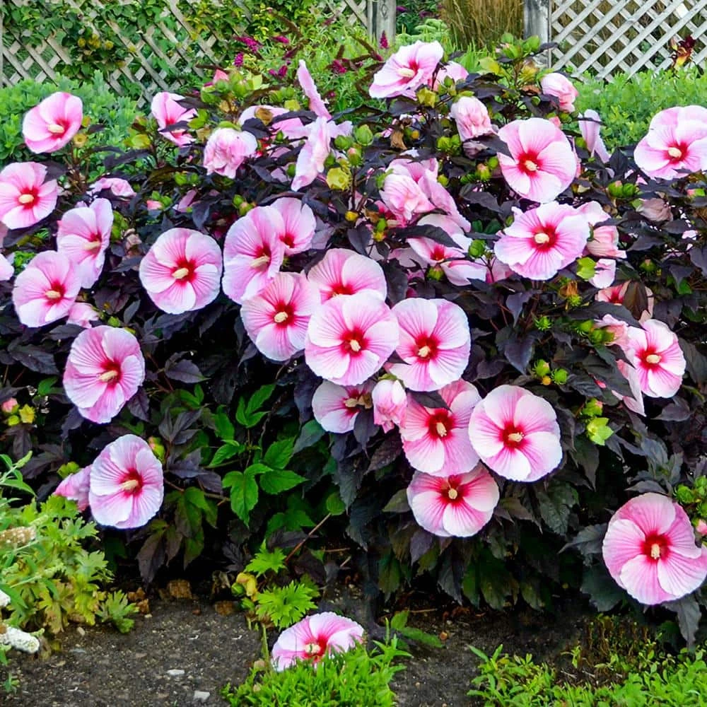 Spring Hill Nurseries Starry Starry Night Perennial Hibiscus, Live Bareroot Plant with Pink Flowers (1-Pack) 2 Spring Hill Nurseries Starry Starry Night Perennial Hibiscus, Live Bareroot Plant with Pink Flowers (1-Pack) - Image 2