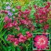 Spring Hill Nurseries Rubra Masterwort (Astrantia) Live Bareroot Plant Red Flowering Perennial (1-Pack)
