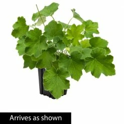 Spring Hill Nurseries 4 in. Pot Autumn Bride Coral Bells Heuchera with Green Foliage Live Perennial Plant (1-Pack) -Spring Hill Nurseries Shop spring hill nurseries perennials 62112 1f 1000