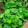 Spring Hill Nurseries 4 in. Pot Autumn Bride Coral Bells Heuchera with Green Foliage Live Perennial Plant (1-Pack)