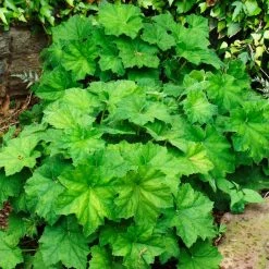 Spring Hill Nurseries 4 in. Pot Autumn Bride Coral Bells Heuchera with Green Foliage Live Perennial Plant (1-Pack)