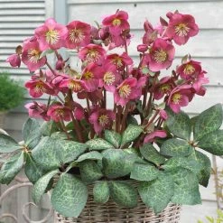 Spring Hill Nurseries 4 in. Pot Red Flowers Anna's Red Lenten Rose (Helleborus) Live Potted Perennial Plant (1-Pack) -Spring Hill Nurseries Shop spring hill nurseries perennials 62114 4f 1000