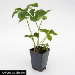 Spring Hill Nurseries 4 in. Pot Pink Flowers Penny's Pink Frostkiss Lenten Rose (Helleborus) Live Potted Perennial Plant (1-Pack) 6 Spring Hill Nurseries 4 in. Pot Pink Flowers Penny's Pink Frostkiss Lenten Rose (Helleborus) Live Potted Perennial Plant (1-Pack) -Spring Hill Nurseries Shop spring hill nurseries perennials 62116 4f 1000