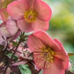 Spring Hill Nurseries 4 in. Pot Pink Flowers Penny's Pink Frostkiss Lenten Rose (Helleborus) Live Potted Perennial Plant (1-Pack)