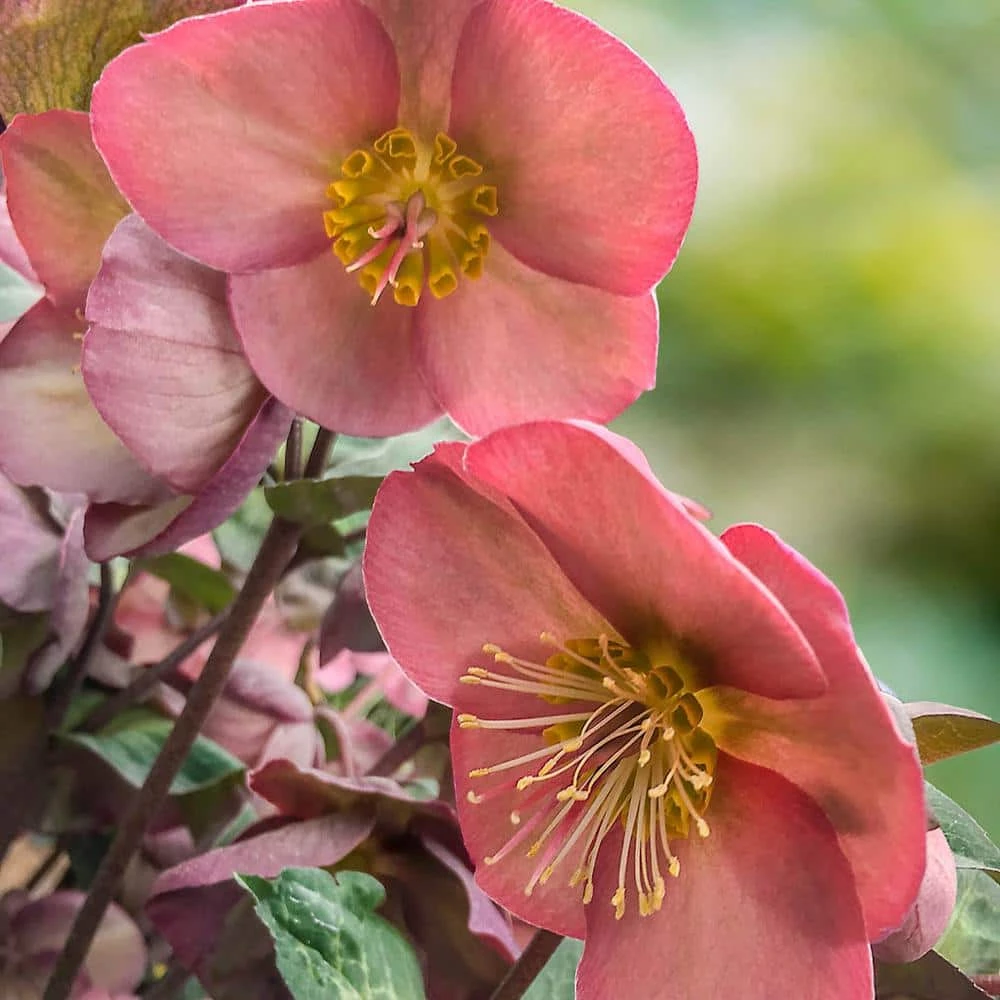 Spring Hill Nurseries 4 in. Pot Pink Flowers Penny's Pink Frostkiss Lenten Rose (Helleborus) Live Potted Perennial Plant (1-Pack) 1 Spring Hill Nurseries 4 in. Pot Pink Flowers Penny's Pink Frostkiss Lenten Rose (Helleborus) Live Potted Perennial Plant (1-Pack)