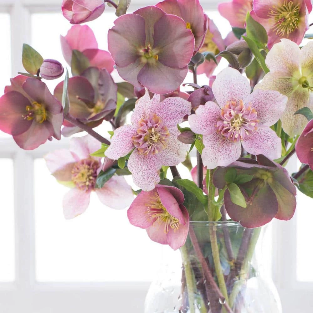 Spring Hill Nurseries 4 in. Pot Pink Flowers Penny's Pink Frostkiss Lenten Rose (Helleborus) Live Potted Perennial Plant (1-Pack) 2 Spring Hill Nurseries 4 in. Pot Pink Flowers Penny's Pink Frostkiss Lenten Rose (Helleborus) Live Potted Perennial Plant (1-Pack) - Image 2