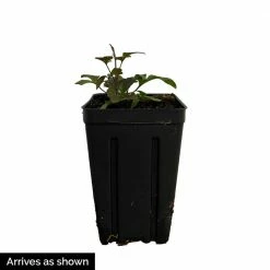 Spring Hill Nurseries 4 in. Pot Fairydust Clematis Live Perennial Vining Plant 5 Spring Hill Nurseries 4 in. Pot Fairydust Clematis Live Perennial Vining Plant -Spring Hill Nurseries Shop spring hill nurseries perennials 62123 4f 1000