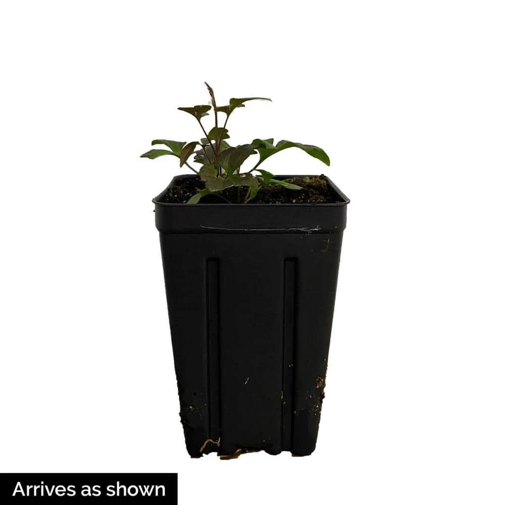 Spring Hill Nurseries 4 in. Pot Fairydust Clematis Live Perennial Vining Plant 3 Spring Hill Nurseries 4 in. Pot Fairydust Clematis Live Perennial Vining Plant - Image 3