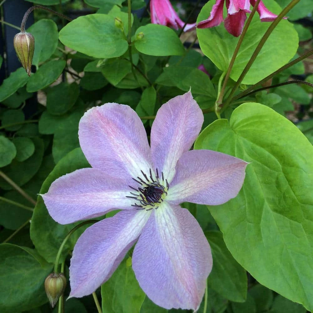 Spring Hill Nurseries 4 in. Pot Fairydust Clematis Live Perennial Vining Plant 1 Spring Hill Nurseries 4 in. Pot Fairydust Clematis Live Perennial Vining Plant