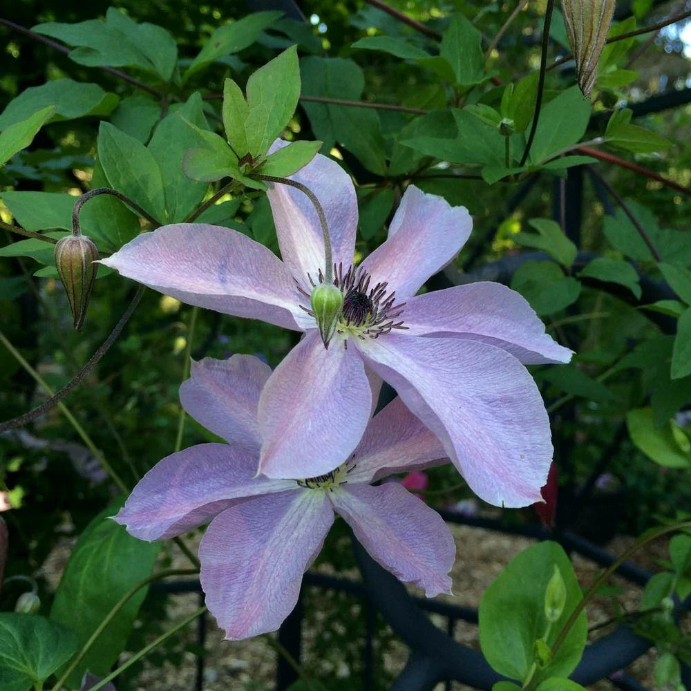 Spring Hill Nurseries 4 in. Pot Fairydust Clematis Live Perennial Vining Plant 2 Spring Hill Nurseries 4 in. Pot Fairydust Clematis Live Perennial Vining Plant - Image 2