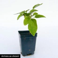 Spring Hill Nurseries 4 in. Pot Sarah Elizabeth Clematis Vine Pink Flowers Live Potted Perennial Plant (1-Pack) -Spring Hill Nurseries Shop spring hill nurseries perennials 64166 4f 1000