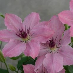 Spring Hill Nurseries 4 in. Pot Sarah Elizabeth Clematis Vine Pink Flowers Live Potted Perennial Plant (1-Pack)