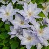 Spring Hill Nurseries 4 in. Pot Lavender Flowers Tranquilite Clematis Vine Live Potted Perennial Plant (1-Pack)
