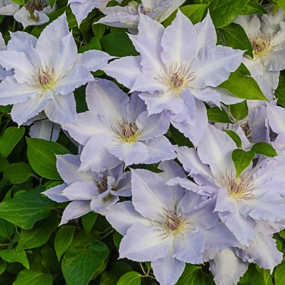 Spring Hill Nurseries 4 in. Pot Lavender Flowers Tranquilite Clematis Vine Live Potted Perennial Plant (1-Pack) 1 Spring Hill Nurseries 4 in. Pot Lavender Flowers Tranquilite Clematis Vine Live Potted Perennial Plant (1-Pack)