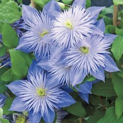 Spring Hill Nurseries Pale-lavender Flowering Vine Crystal Fountain Clematis, Live Perennial Plant with 4 in. Pot (1-Pack)