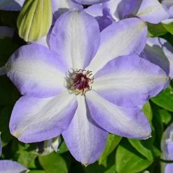 Spring Hill Nurseries 4 in. Pot Ivan Olsson Clematis Vine with White and Blue Flowers Live Perennial Plant (1-Pack)