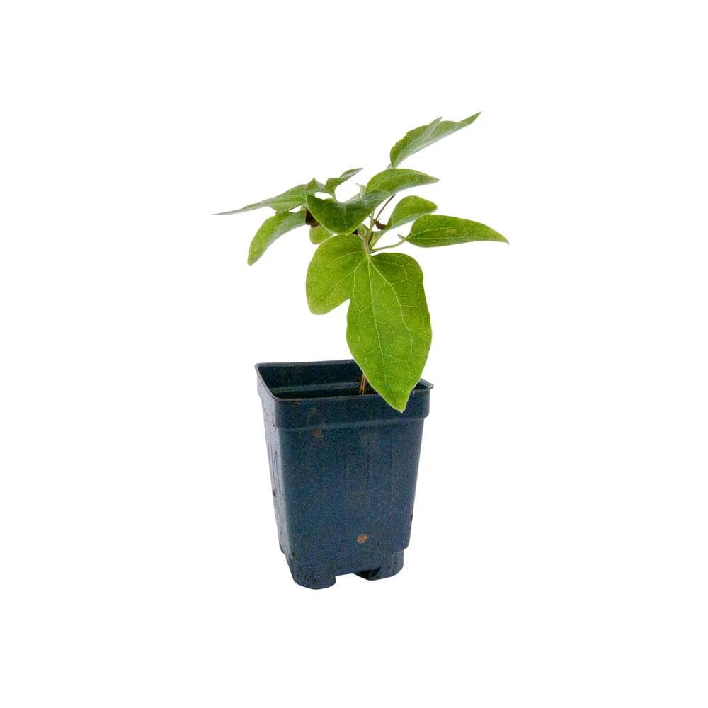 Spring Hill Nurseries 4 in. Pot Innocent Blush Clematis Vine with Pink Flowers Live Perennial Plant (1-Pack) 3 Spring Hill Nurseries 4 in. Pot Innocent Blush Clematis Vine with Pink Flowers Live Perennial Plant (1-Pack) - Image 3