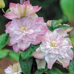 Spring Hill Nurseries 4 in. Pot Innocent Blush Clematis Vine with Pink Flowers Live Perennial Plant (1-Pack)