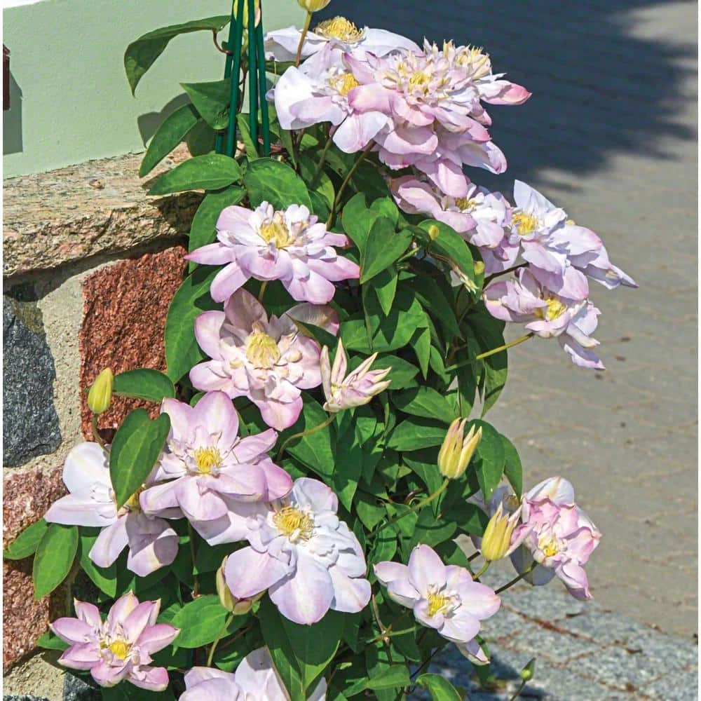 Spring Hill Nurseries 4 in. Pot Innocent Blush Clematis Vine with Pink Flowers Live Perennial Plant (1-Pack) 2 Spring Hill Nurseries 4 in. Pot Innocent Blush Clematis Vine with Pink Flowers Live Perennial Plant (1-Pack) - Image 2