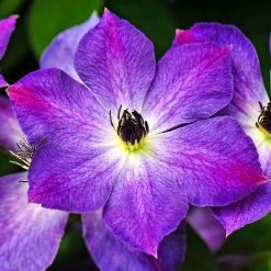 Spring Hill Nurseries Purple Flowers Cloudburst Clematis Vine Live Perennial Plant Vine with 4 in. Pot (1-Pack)