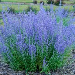 Spring Hill Nurseries Blue Jean Baby Sage (Perovskia), Live Bare Root Perennial Plant (1-Pack)