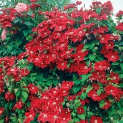 Spring Hill Nurseries Shop 44 Spring Hill Nurseries 4 in. Pot Rouge Cardinal Clematis Vine, Live Perennial Plant, Red Flowers (1-Pack)