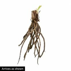 Spring Hill Nurseries Bela Lugosi Daylily (Hemerocallis) Purple and Yellow Flowering Perennial Live Bareroot Plant -Spring Hill Nurseries Shop spring hill nurseries perennials 66667 4f 1000