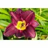 Spring Hill Nurseries Bela Lugosi Daylily (Hemerocallis) Purple and Yellow Flowering Perennial Live Bareroot Plant