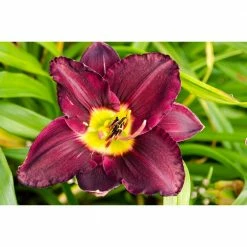 Spring Hill Nurseries Shop 42 Spring Hill Nurseries Bela Lugosi Daylily (Hemerocallis) Purple and Yellow Flowering Perennial Live Bareroot Plant