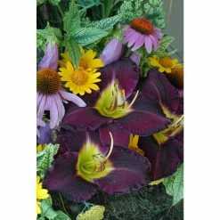 Spring Hill Nurseries Shop -Spring Hill Nurseries Shop spring hill nurseries perennials 66667 c3 1000