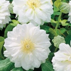 Spring Hill Nurseries Dutchess of Edinburgh Clemais, 4 in. Live Perennial Vine with white flowers Grown in a Pot (1-pack)