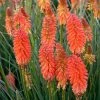 Spring Hill Nurseries 2.50 Qt. Pot Poker Face Torch Lily (Kniphofia) Orange Flowers Live Potted Perennial Plant (1-Pack)