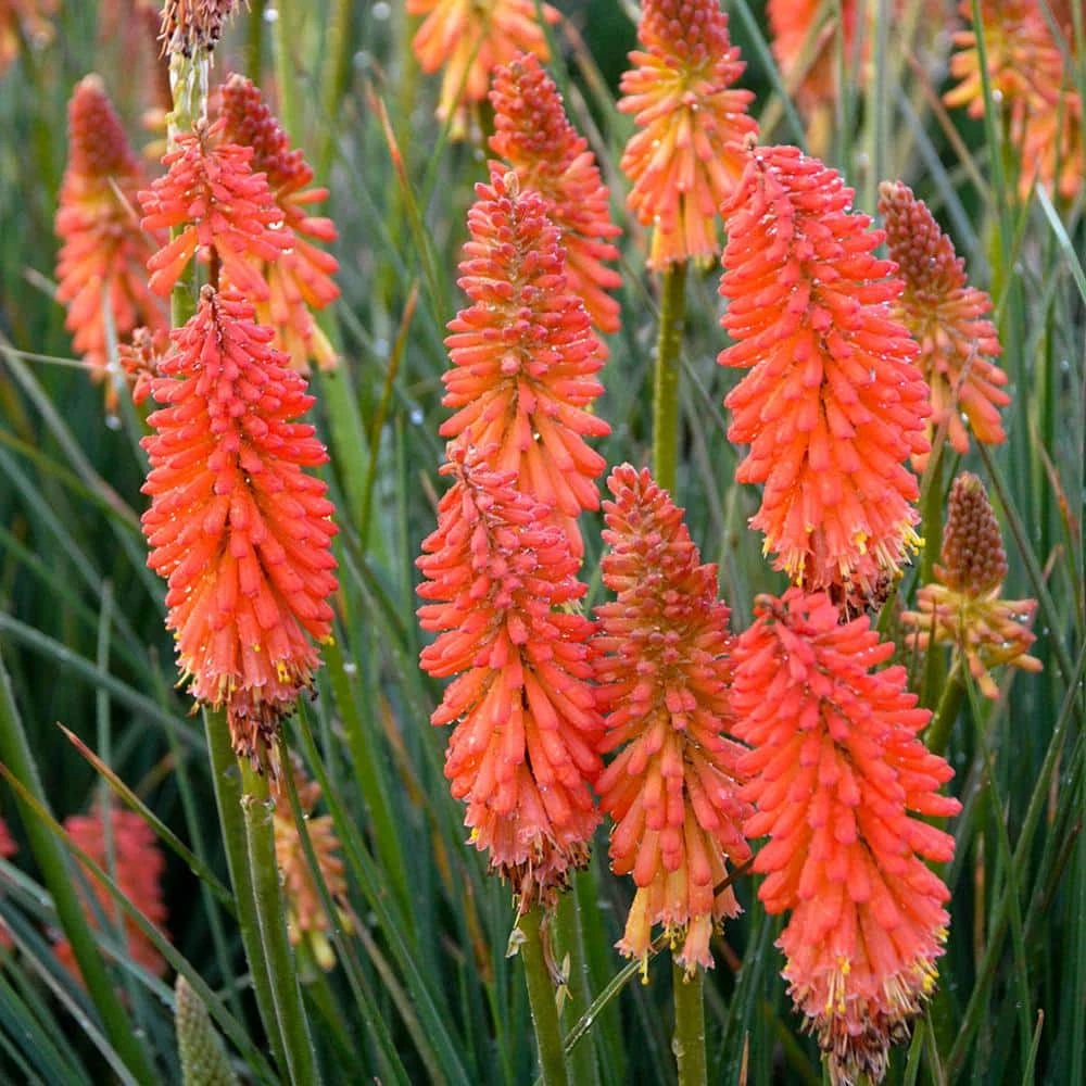Spring Hill Nurseries 2.50 Qt. Pot Poker Face Torch Lily (Kniphofia) Orange Flowers Live Potted Perennial Plant (1-Pack) 1 Spring Hill Nurseries 2.50 Qt. Pot Poker Face Torch Lily (Kniphofia) Orange Flowers Live Potted Perennial Plant (1-Pack)