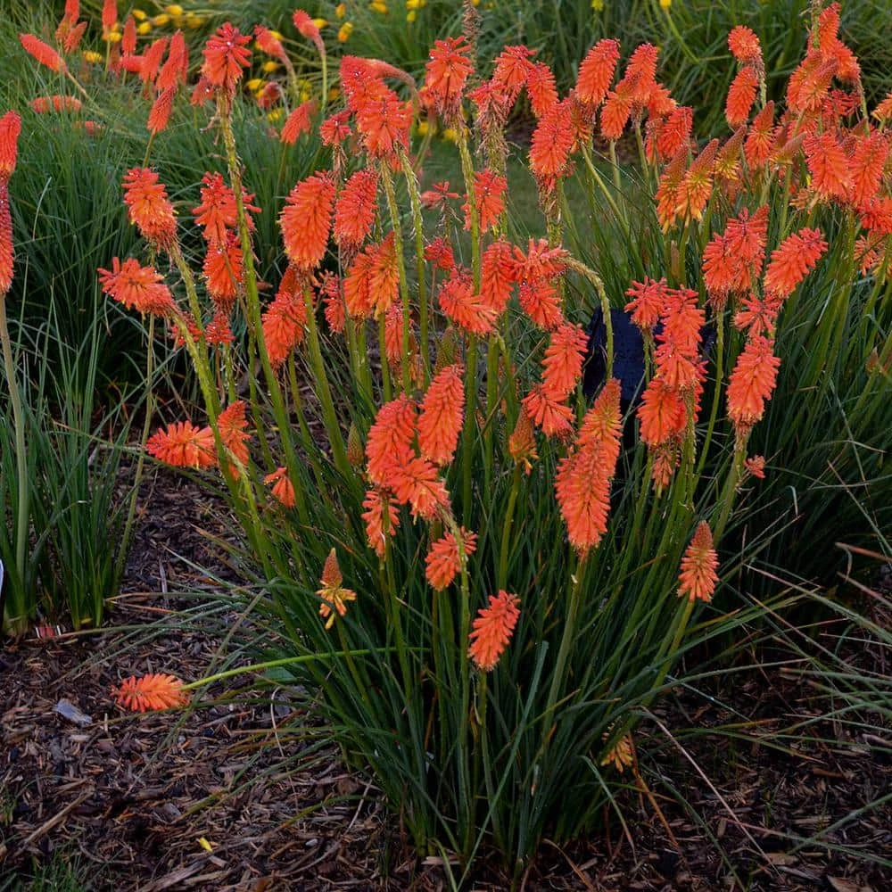 Spring Hill Nurseries 2.50 Qt. Pot Poker Face Torch Lily (Kniphofia) Orange Flowers Live Potted Perennial Plant (1-Pack) 2 Spring Hill Nurseries 2.50 Qt. Pot Poker Face Torch Lily (Kniphofia) Orange Flowers Live Potted Perennial Plant (1-Pack) - Image 2