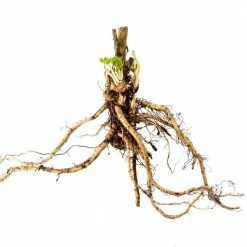 Spring Hill Nurseries Double Hollyhock Mix Plant (5-Pack) -Spring Hill Nurseries Shop spring hill nurseries perennials 72668 4f 1000