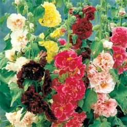 Spring Hill Nurseries Double Hollyhock Mix Plant (5-Pack)