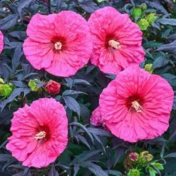 Spring Hill Nurseries Evening Rose Perennial Hibiscus, Live Bareroot Plant with Pink Flowers (1-Pack)