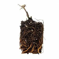 Spring Hill Nurseries 4 in. Pot Chloe Clematis Vine, Live Perennial Plant with Violet Colored Flowers (1-Pack) -Spring Hill Nurseries Shop spring hill nurseries perennials 74940 4f 1000