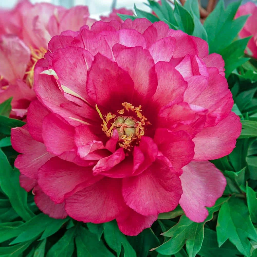 Spring Hill Nurseries 4 in. Pot Itoh Peony Julia Rose (Paeonia) Live Potted Perennial Pink Colored Flowers 1 Spring Hill Nurseries 4 in. Pot Itoh Peony Julia Rose (Paeonia) Live Potted Perennial Pink Colored Flowers
