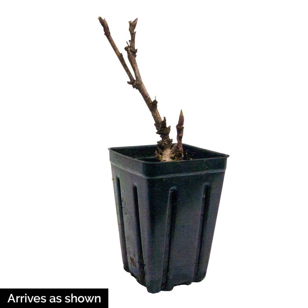 Spring Hill Nurseries 4 in. Pot Itoh Peony Julia Rose (Paeonia) Live Potted Perennial Pink Colored Flowers 2 Spring Hill Nurseries 4 in. Pot Itoh Peony Julia Rose (Paeonia) Live Potted Perennial Pink Colored Flowers - Image 2