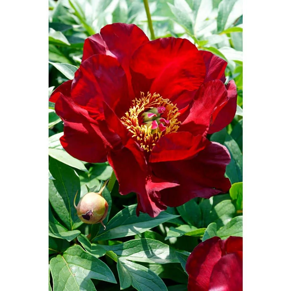 Spring Hill Nurseries 4 in. Pot Itoh Peony Scarlet Heaven Live Potted Perennial Red Flowers 1 Spring Hill Nurseries 4 in. Pot Itoh Peony Scarlet Heaven Live Potted Perennial Red Flowers