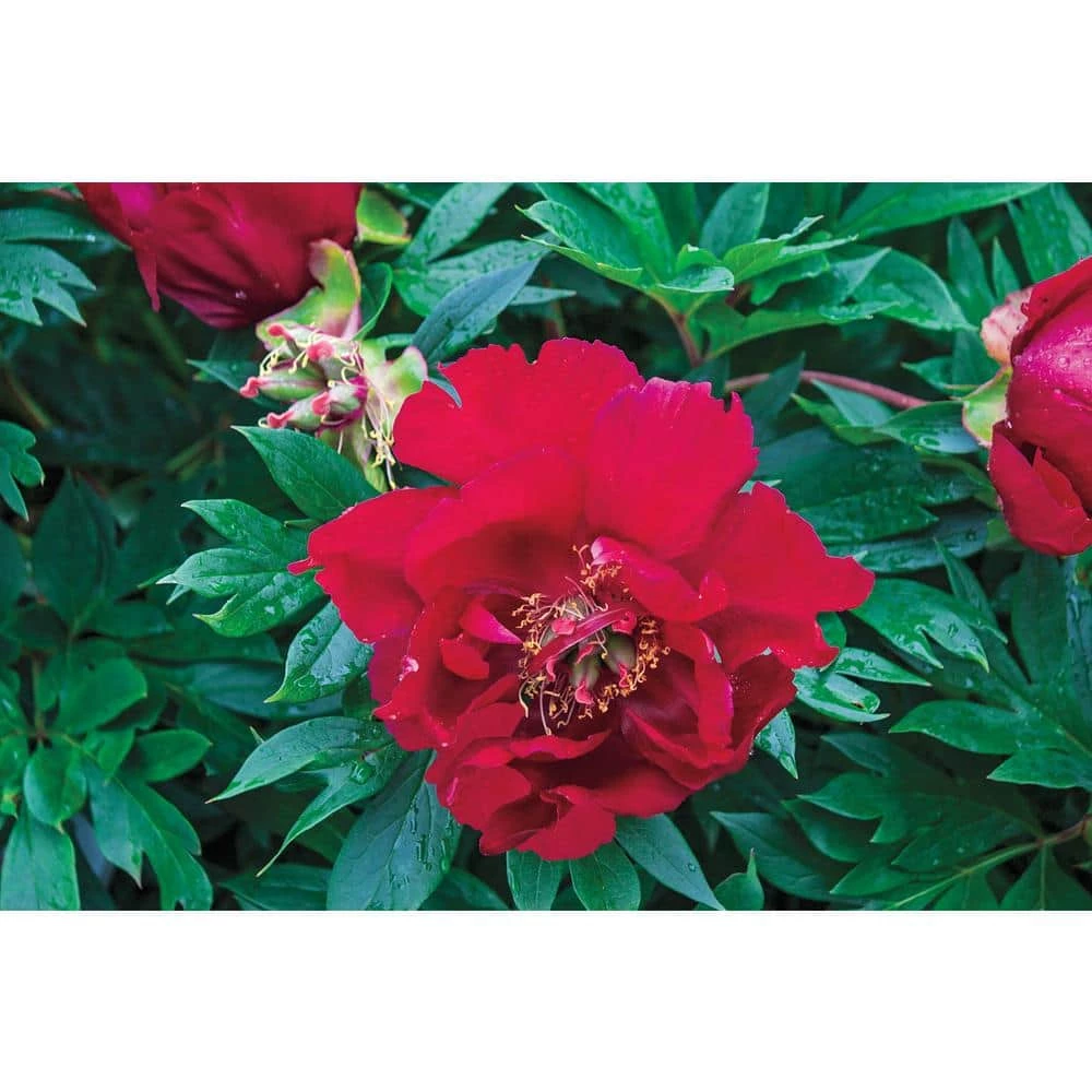 Spring Hill Nurseries 4 in. Pot Itoh Peony Scarlet Heaven Live Potted Perennial Red Flowers 2 Spring Hill Nurseries 4 in. Pot Itoh Peony Scarlet Heaven Live Potted Perennial Red Flowers - Image 2