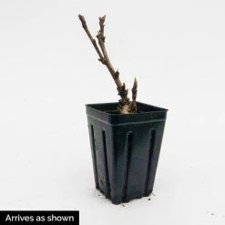 Spring Hill Nurseries 4 in. Pot Itoh Peony Pastel Lilas, Live Potted Perennial, Pink Flower (1-Pack) -Spring Hill Nurseries Shop spring hill nurseries perennials 75702 4f 1000